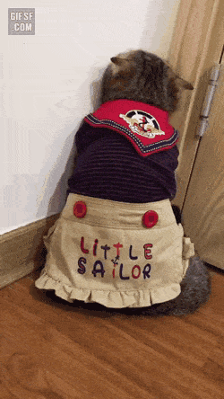 빈정 제대로 상한 고양이들.gif | 인스티즈