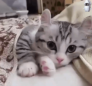 요염하고 예쁘게 생긴 고양이 | 인스티즈