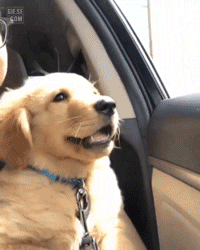 드라이브하는 인절미 | 인스티즈