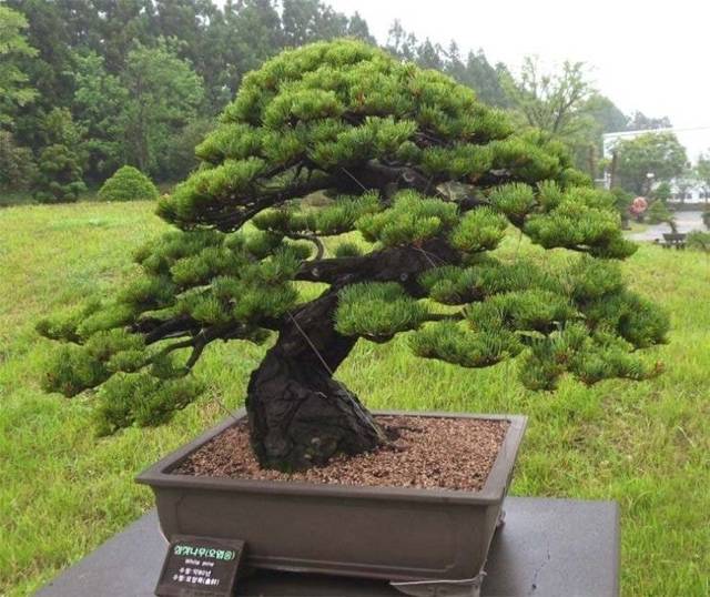 식물 찾아주기 레전드.jpg | 인스티즈