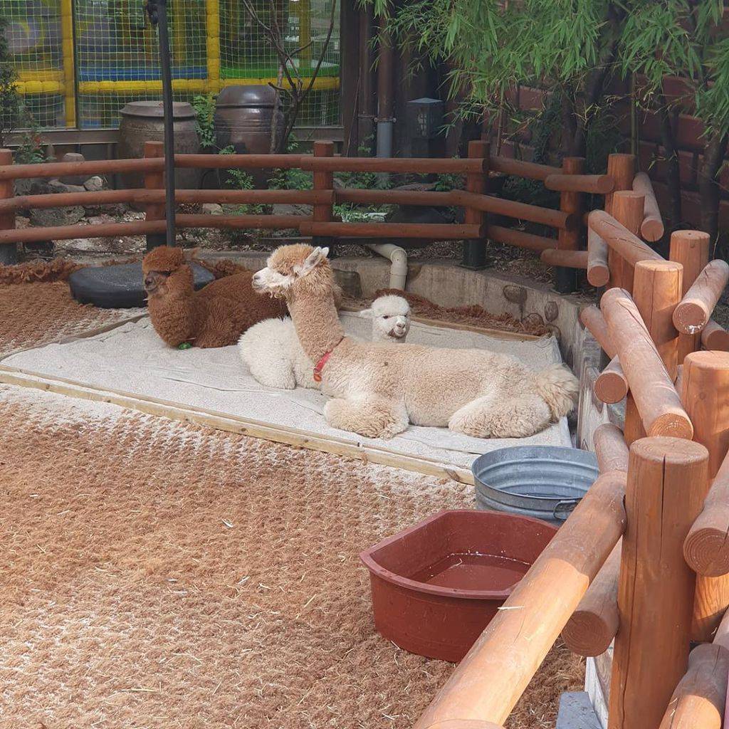 인천 부평에 있는 어느 고기집에 가면 볼 수 있다는 거..jpg | 인스티즈