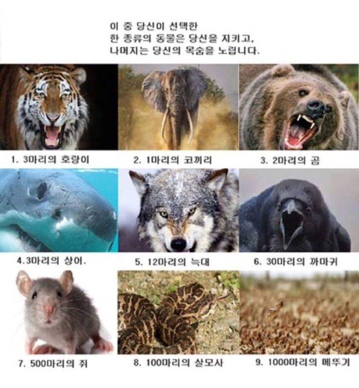 한 동물만 고를수있다면? | 인스티즈