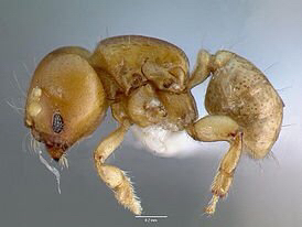 냉혹한 개미펀치 이야기 | 인스티즈