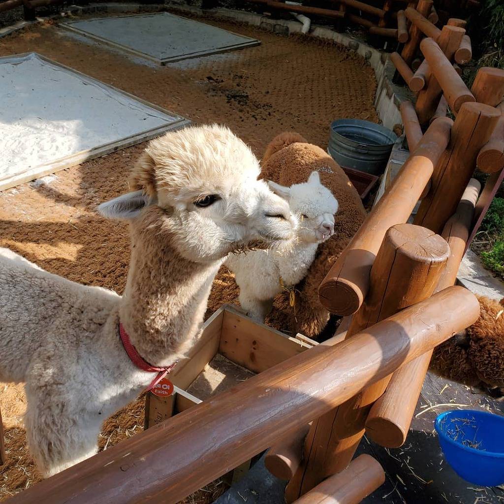 인천 부평에 있는 어느 고기집에 가면 볼 수 있다는 거..jpg | 인스티즈