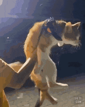 고양이 키우기 전 꼭 봐야하는 짤🐱 | 인스티즈