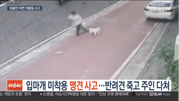 입마개 안한 로트와일러가 지나가는 행인과 강아지 공격해 강아지 15초만에 죽임 | 인스티즈