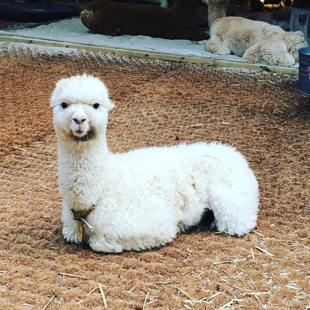 인천 부평에 있는 어느 고기집에 가면 볼 수 있다는 거..jpg | 인스티즈