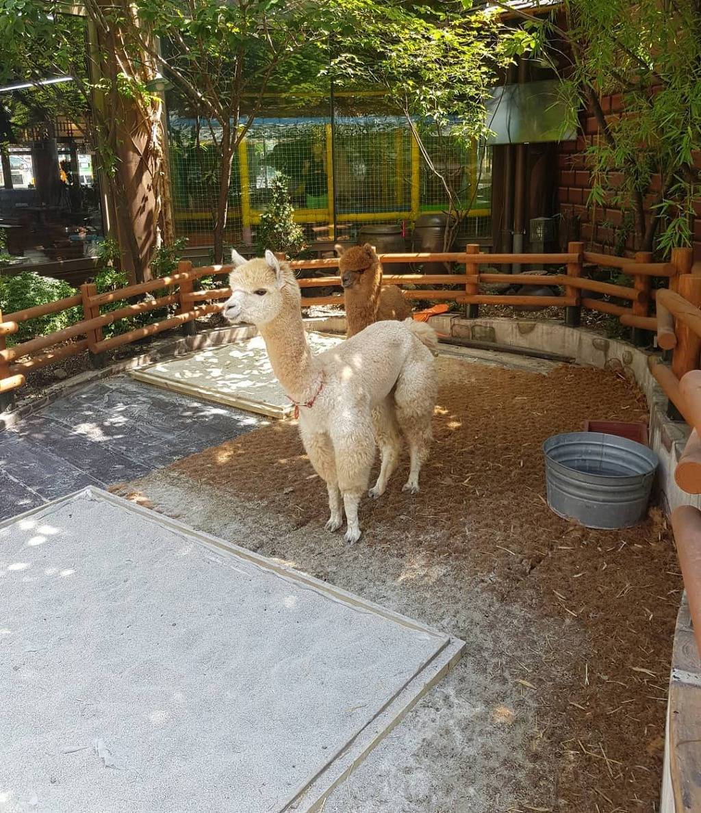 인천 부평에 있는 어느 고기집에 가면 볼 수 있다는 거..jpg | 인스티즈