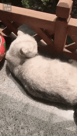 고양이 키우기 전 꼭 봐야하는 짤🐱 | 인스티즈