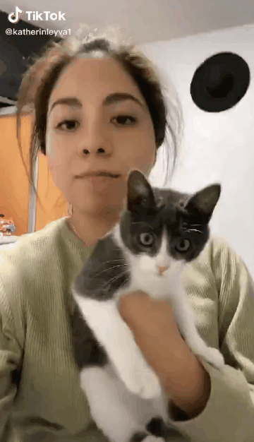 집사가 너무 무섭다냥 gif | 인스티즈