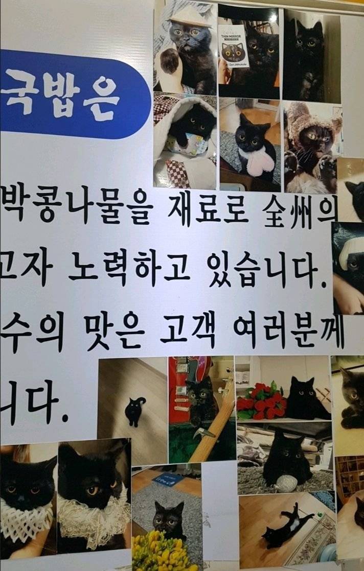 고양이를 너무 자랑하고 싶었던 콩나물 국밥집 사장님.jpg | 인스티즈