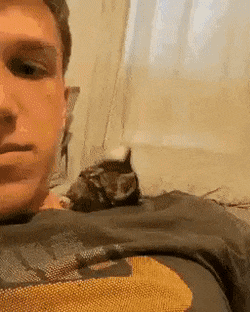 애교 부리는 아기고양이 | 인스티즈