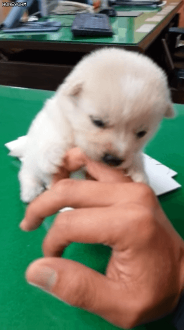 사람 손 물어 뜯는 흉폭한 댕댕이.gif | 인스티즈