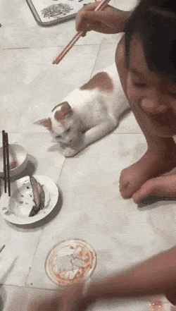 고양이 앞에 생선.gif | 인스티즈