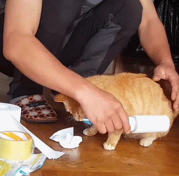 돌돌이로 고양이 털 정리해주다가 물린 고알못 아저씨.gif | 인스티즈