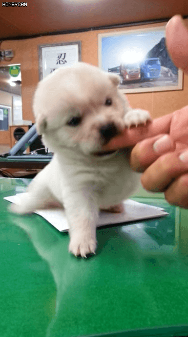 사람 손 물어 뜯는 흉폭한 댕댕이.gif | 인스티즈