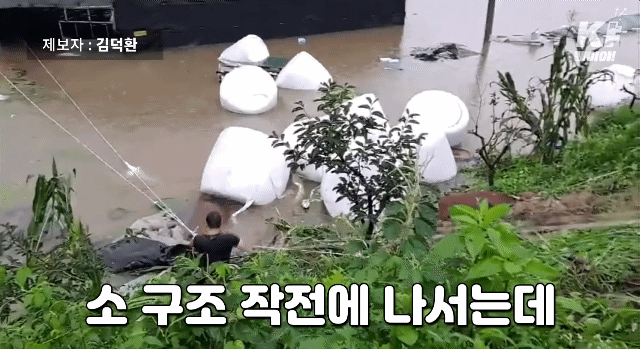 축사에서 물에 떠내려가는 소 같이 구하는 시민들 | 인스티즈