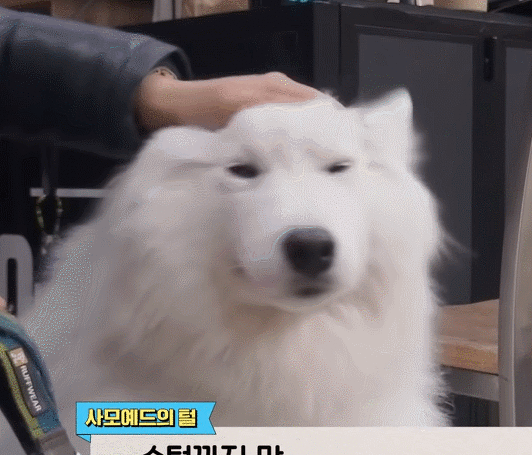 웹툰 극한견주의 주인공인 사모예드 솜이.gif | 인스티즈