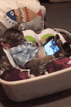 폰으로 재밌는 거 보는 고양이 | 인스티즈