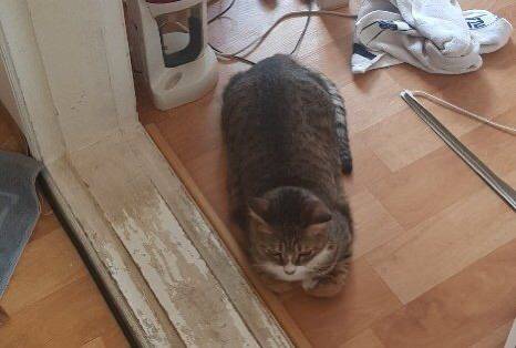 집에 왔는데 아빠가 막 고양이 배에 뭐가 났대 좀보래 짜니까 아프다고 애옹한대.twt | 인스티즈