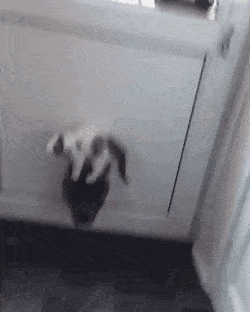 이 문은 고양이 전용임! 개는 못 지나감! | 인스티즈