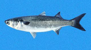 해군출신들이 구라아니고 자주봤다는 물고기들...jpg | 인스티즈