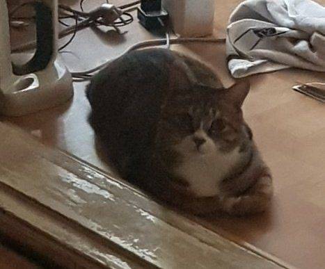 집에 왔는데 아빠가 막 고양이 배에 뭐가 났대 좀보래 짜니까 아프다고 애옹한대.twt | 인스티즈