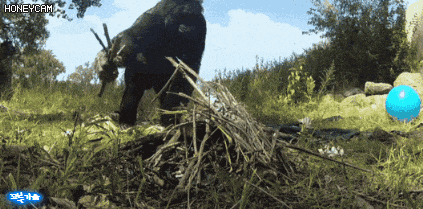 불을 사용하는 보노보.gif | 인스티즈