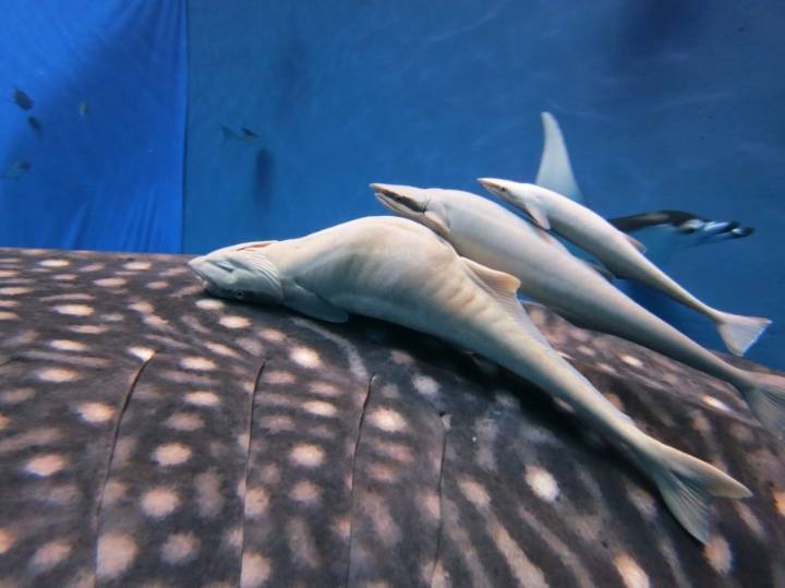 해군출신들이 구라아니고 자주봤다는 물고기들...jpg | 인스티즈