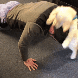 주인이랑 같이 푸쉬업하는 골든 리트리버 댕댕이.gif | 인스티즈