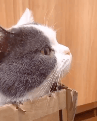 집사 때문에 귀찮은 냥이 | 인스티즈