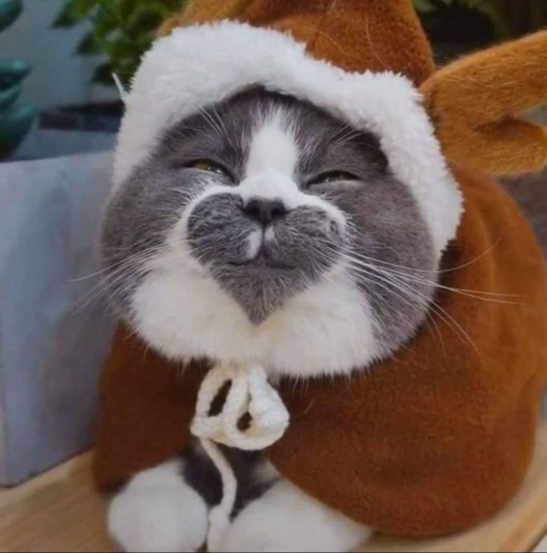 하트가 3개인 고양이 | 인스티즈