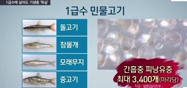 1급수에 사는 민물고기라도 기생충 천지 (혐오주의) | 인스티즈