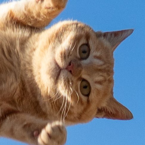 냥이 공중에서 표정 | 인스티즈