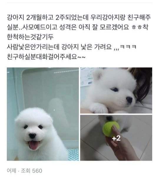 당근마켓에서 친구 구하는 멍뭉이.jpg | 인스티즈