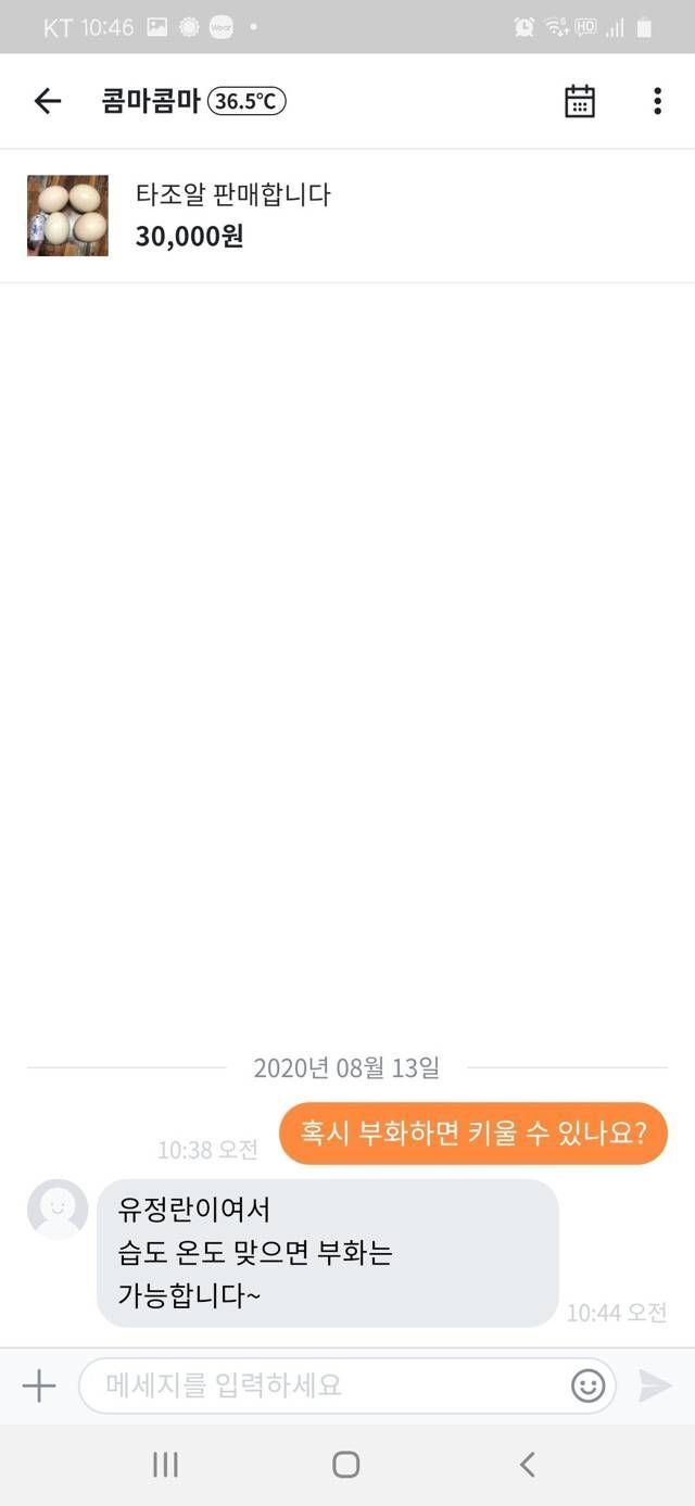 타조알도 파는 당근마켓.JPG | 인스티즈