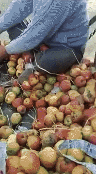 인도에서 야생동물 먹이주는법 | 인스티즈