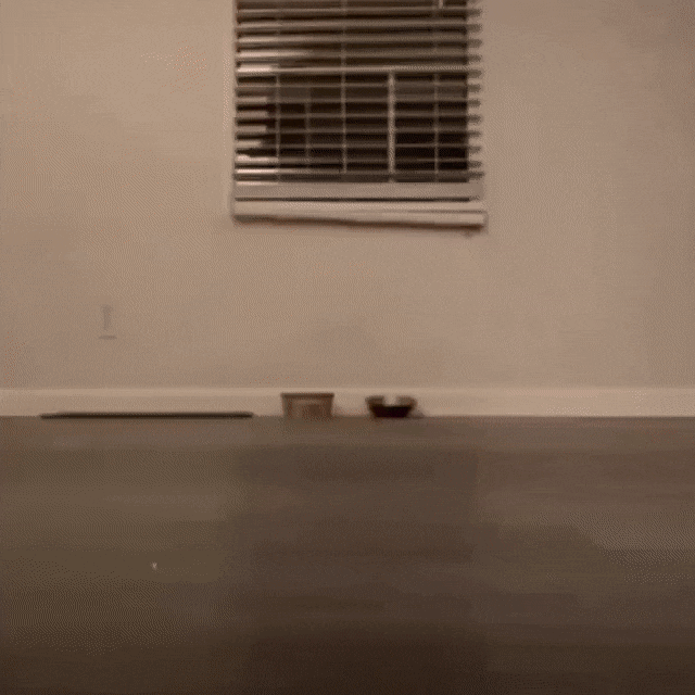 고양이 보스 .gif | 인스티즈