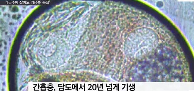 1급수에 사는 민물고기라도 기생충 천지 (혐오주의) | 인스티즈