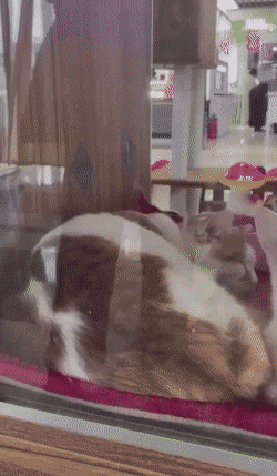 고양이 구경하고 있었는데 | 인스티즈