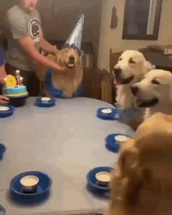 골든리트리버 생일파티 | 인스티즈