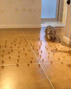 고양이가 사람밟는게 고의인 이유.gif | 인스티즈