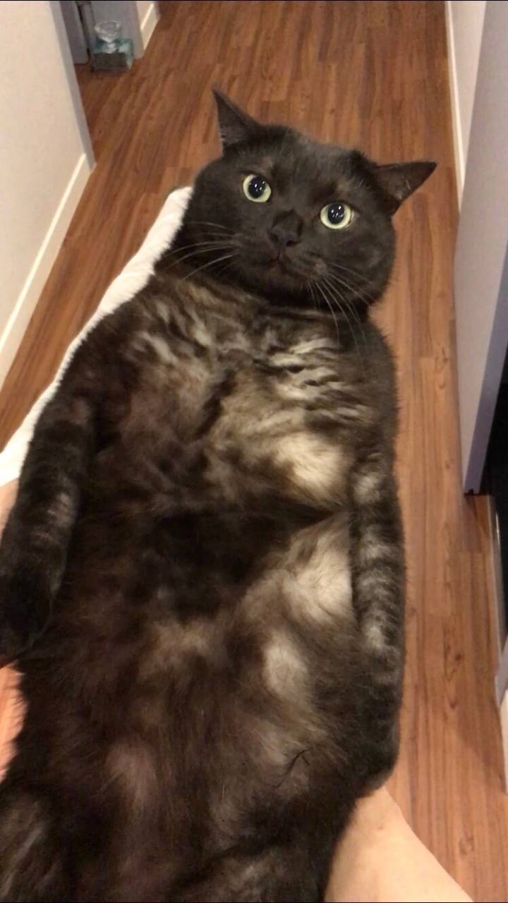 매년 같은자세로 사진 찍는 고양이.jpg | 인스티즈