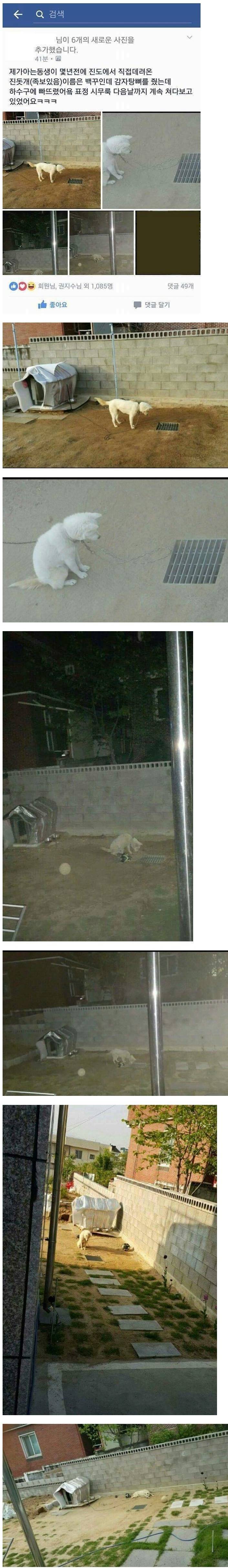 그날 맛 본 뼈맛을 잊지 못하는 강아지 | 인스티즈