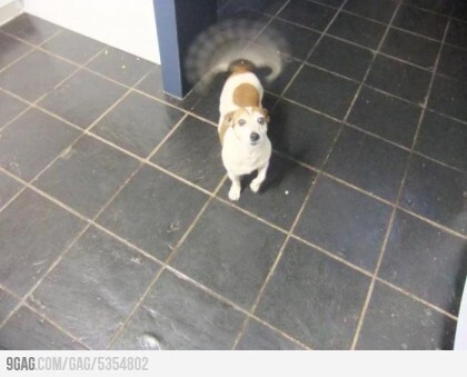 공작개 | 인스티즈