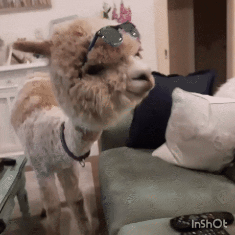 스웩이 느껴지는 데프트.gif | 인스티즈