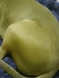 강아지 엉덩이를 만져보았다.gif | 인스티즈