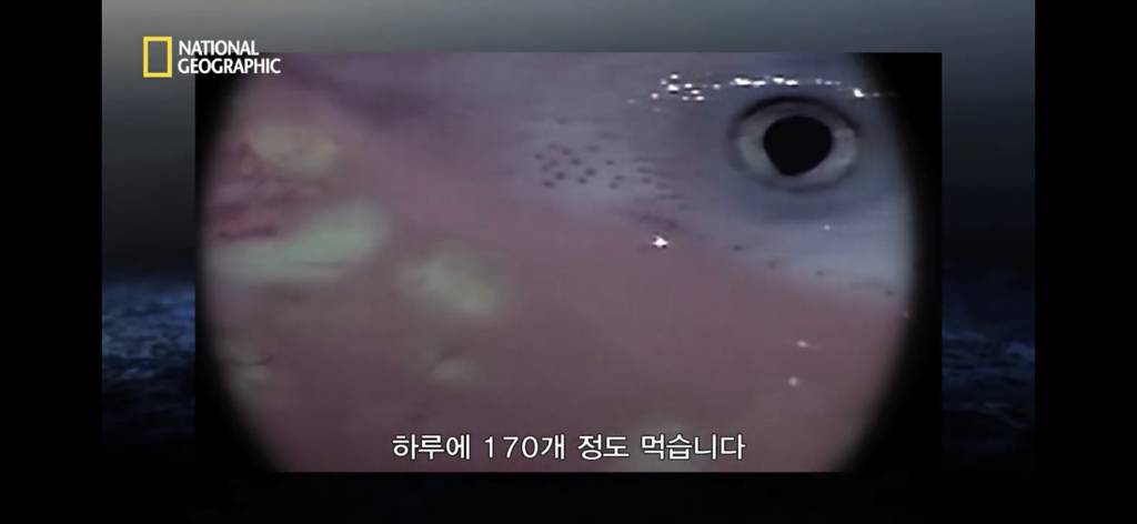 샌드타이거상어의 자궁 안에서 벌어지는 일.gif (혐오주의) | 인스티즈