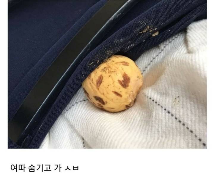 청설모한테 소매넣기당함 | 인스티즈