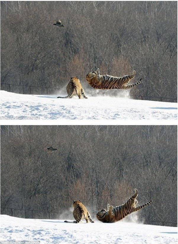 호냥이의 위엄 | 인스티즈